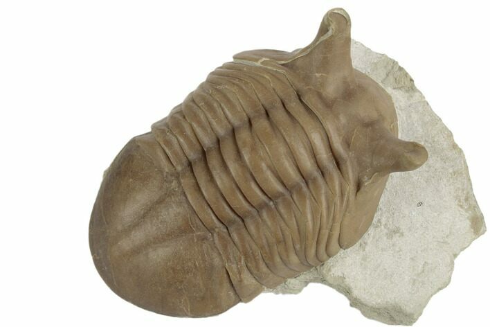 Stalk-Eyed, Asaphus Punctatus Trilobite - Russia #191059